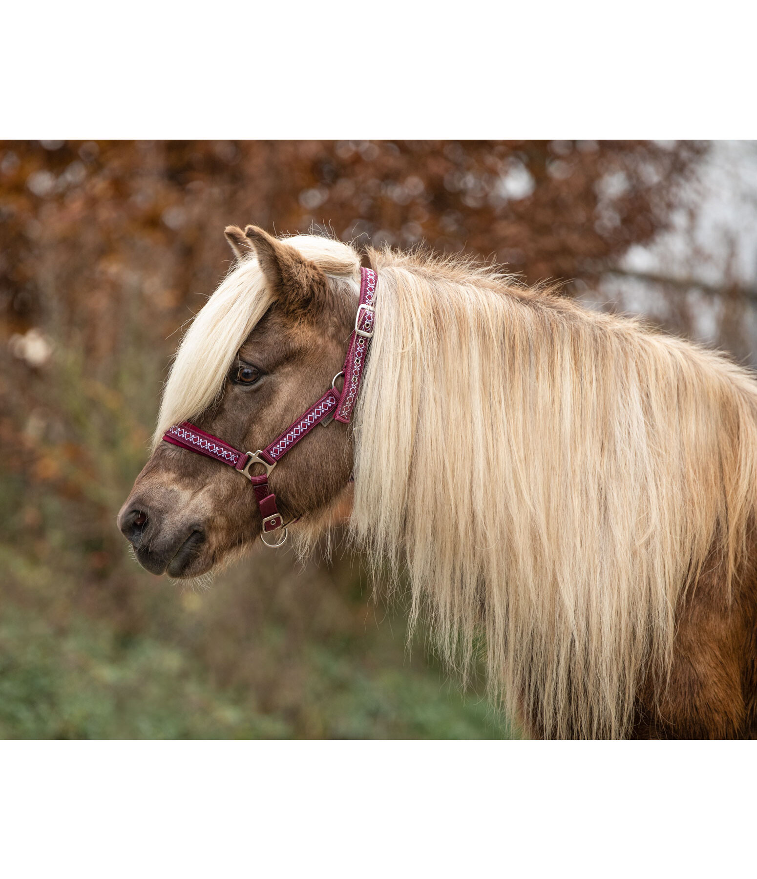 Headcollar Kngur