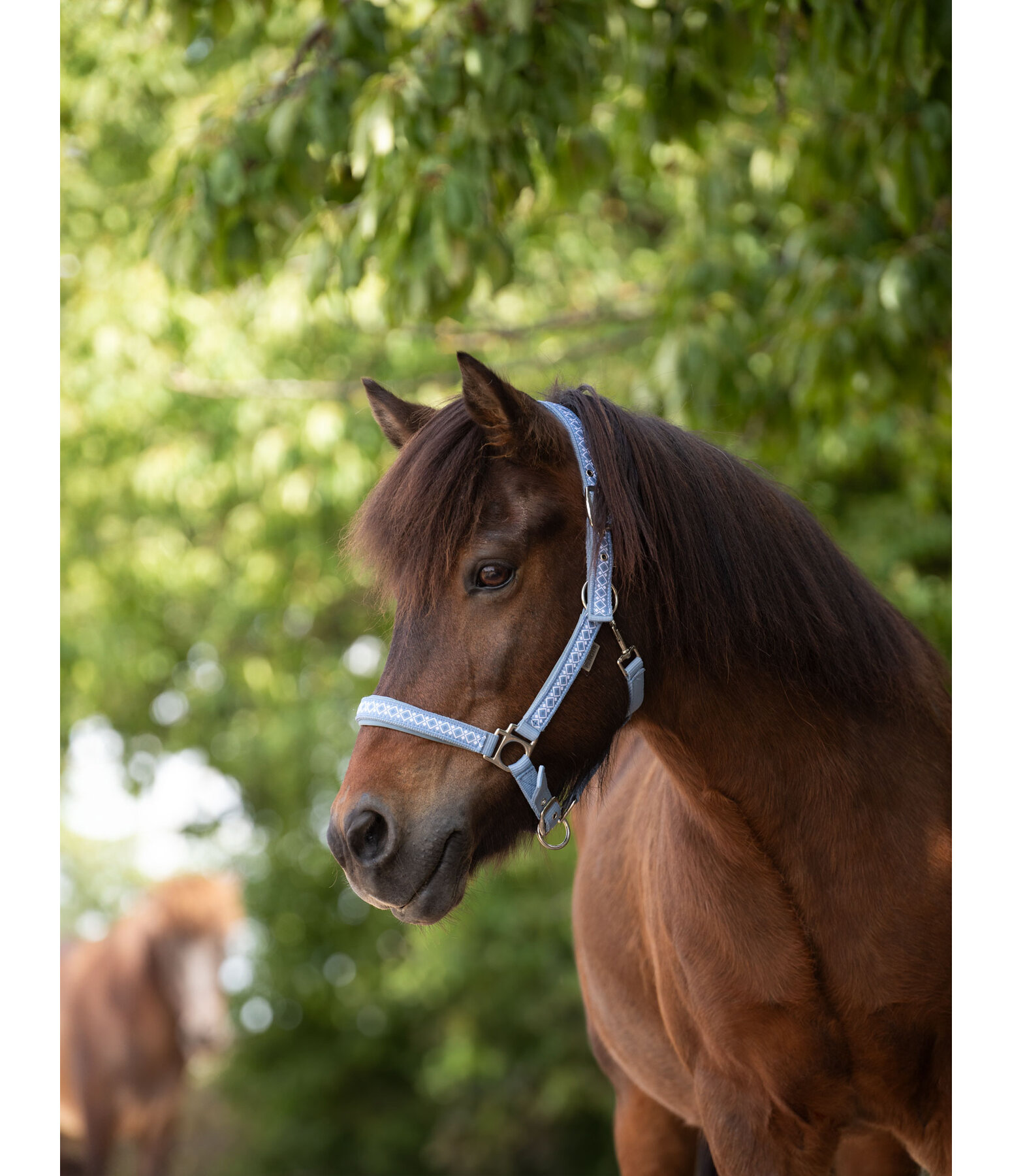 Headcollar Kngur