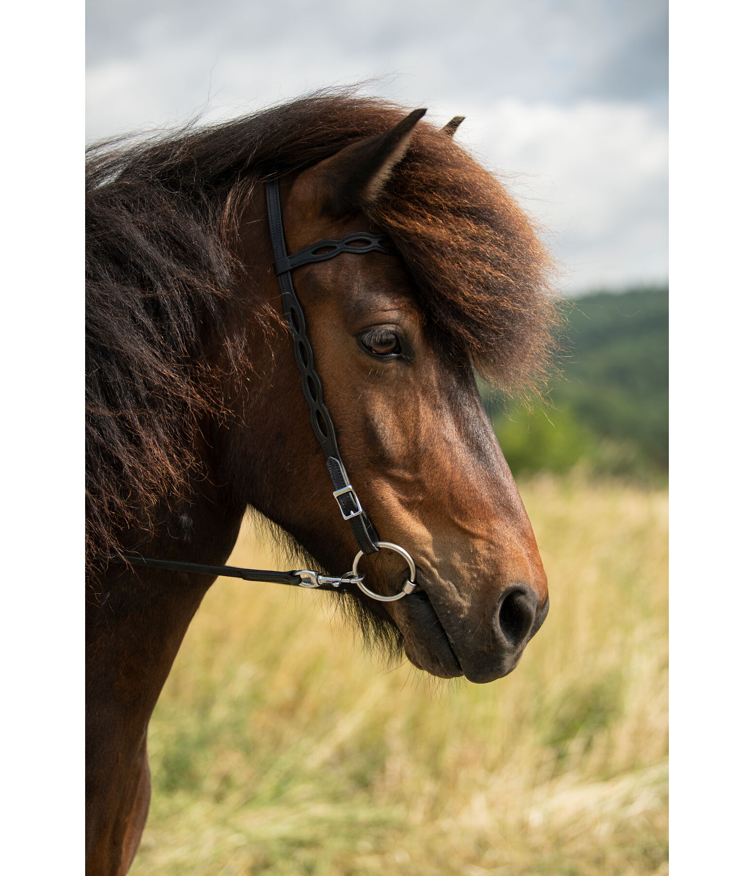 Iceland Headstall Roka