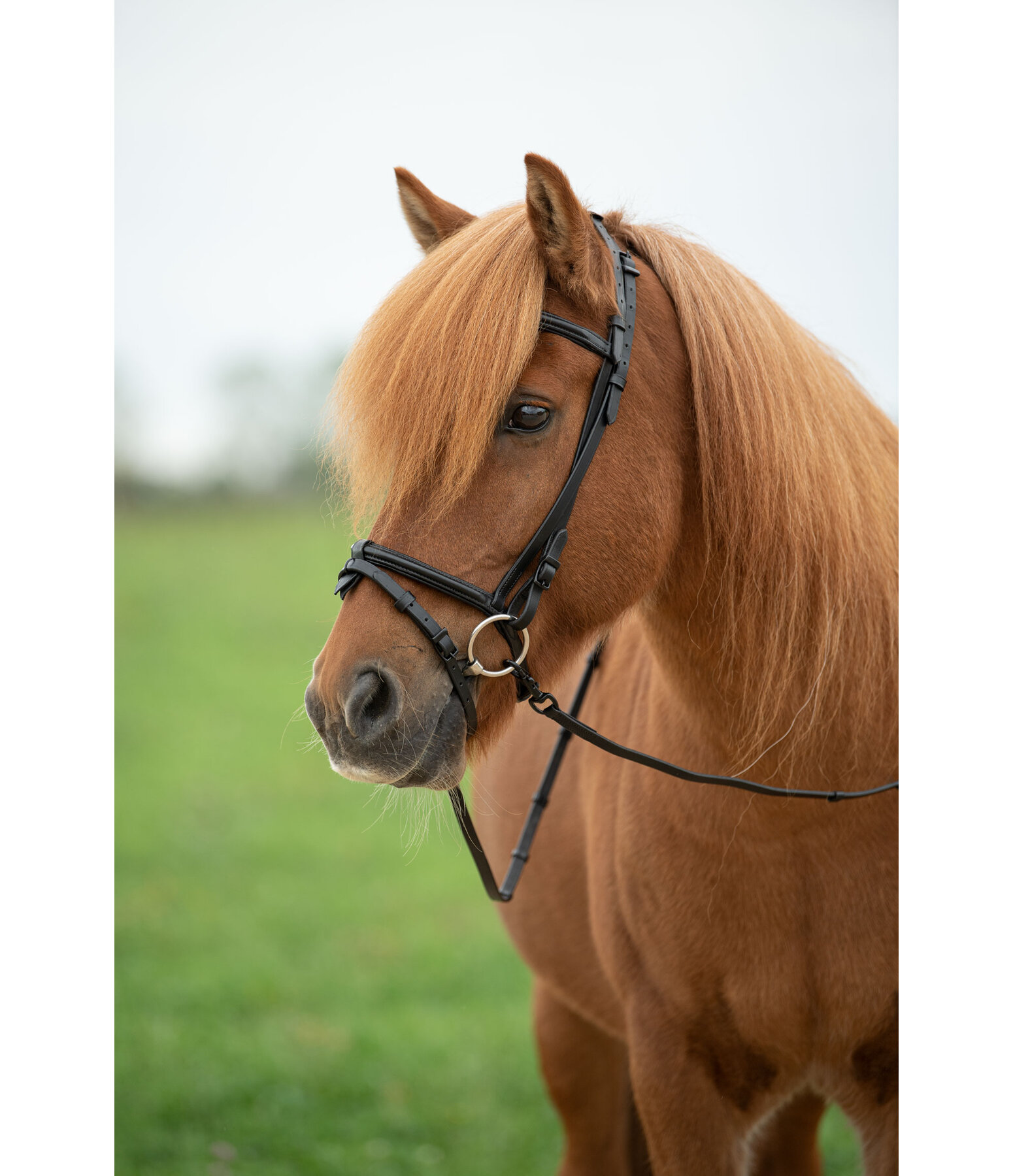 Iceland Headstall Eldur