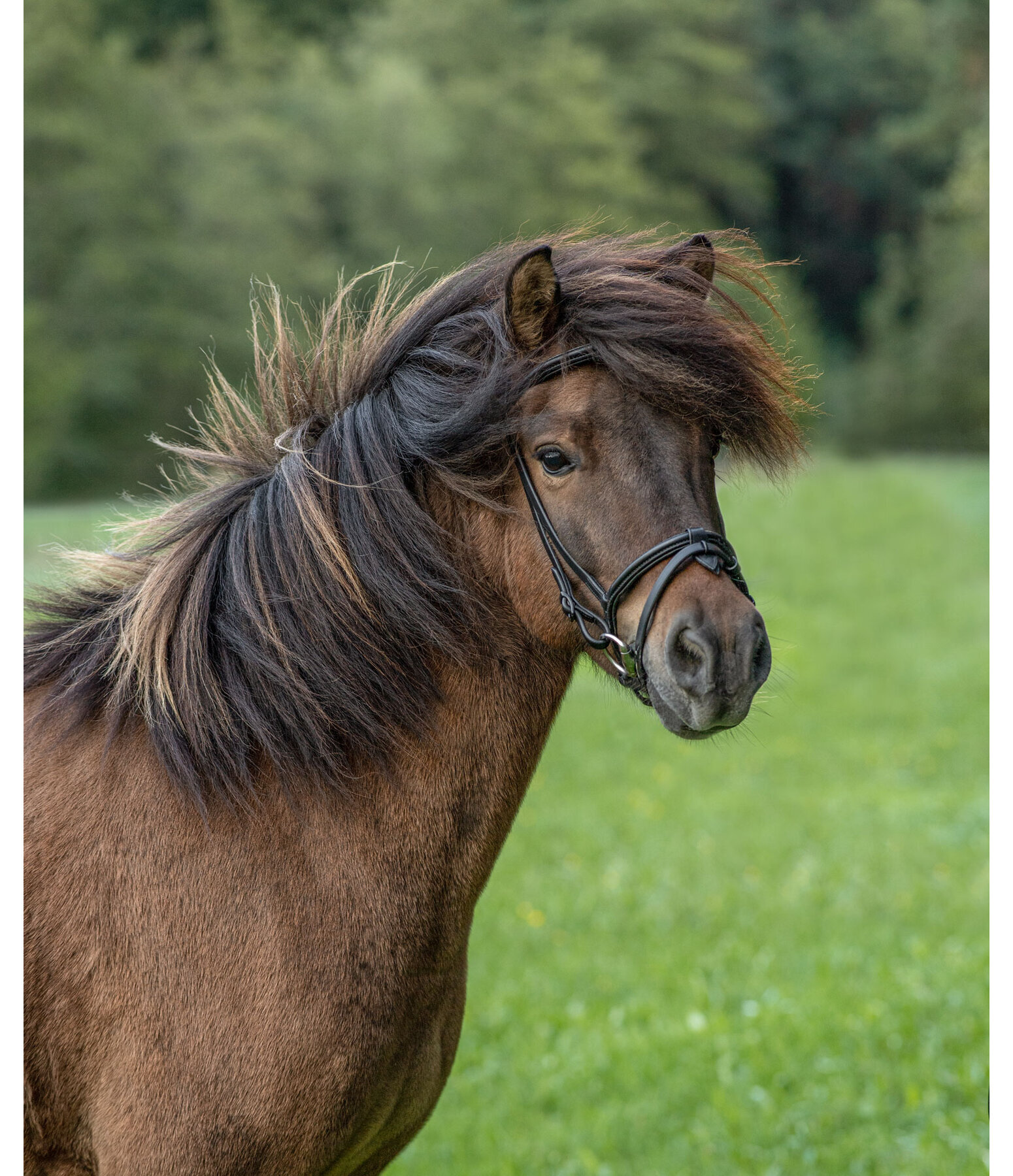 Iceland Headstall Eldur