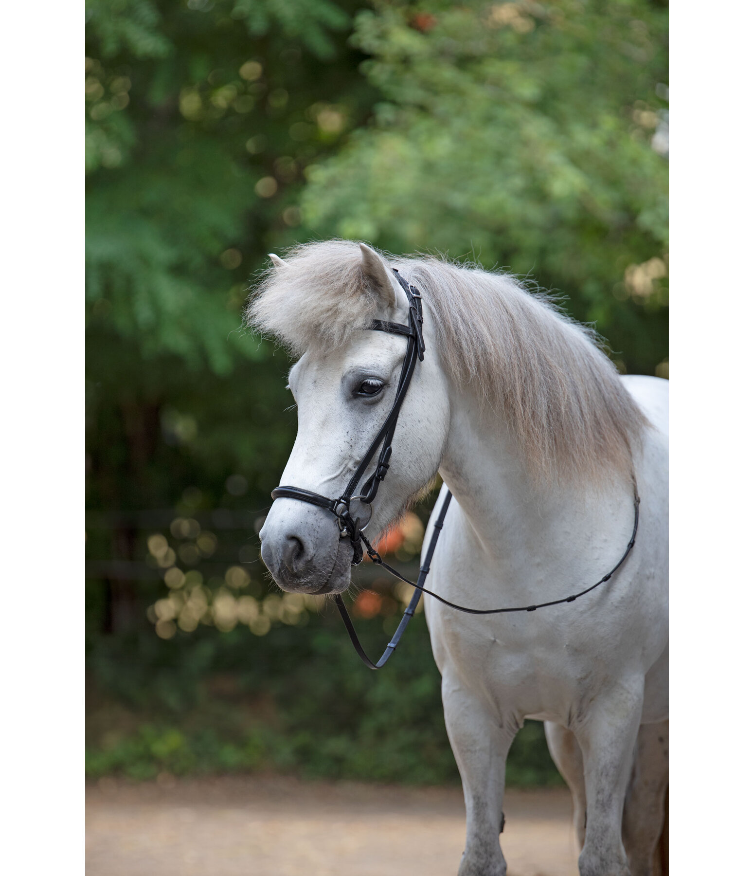 Drop Noseband Eldur