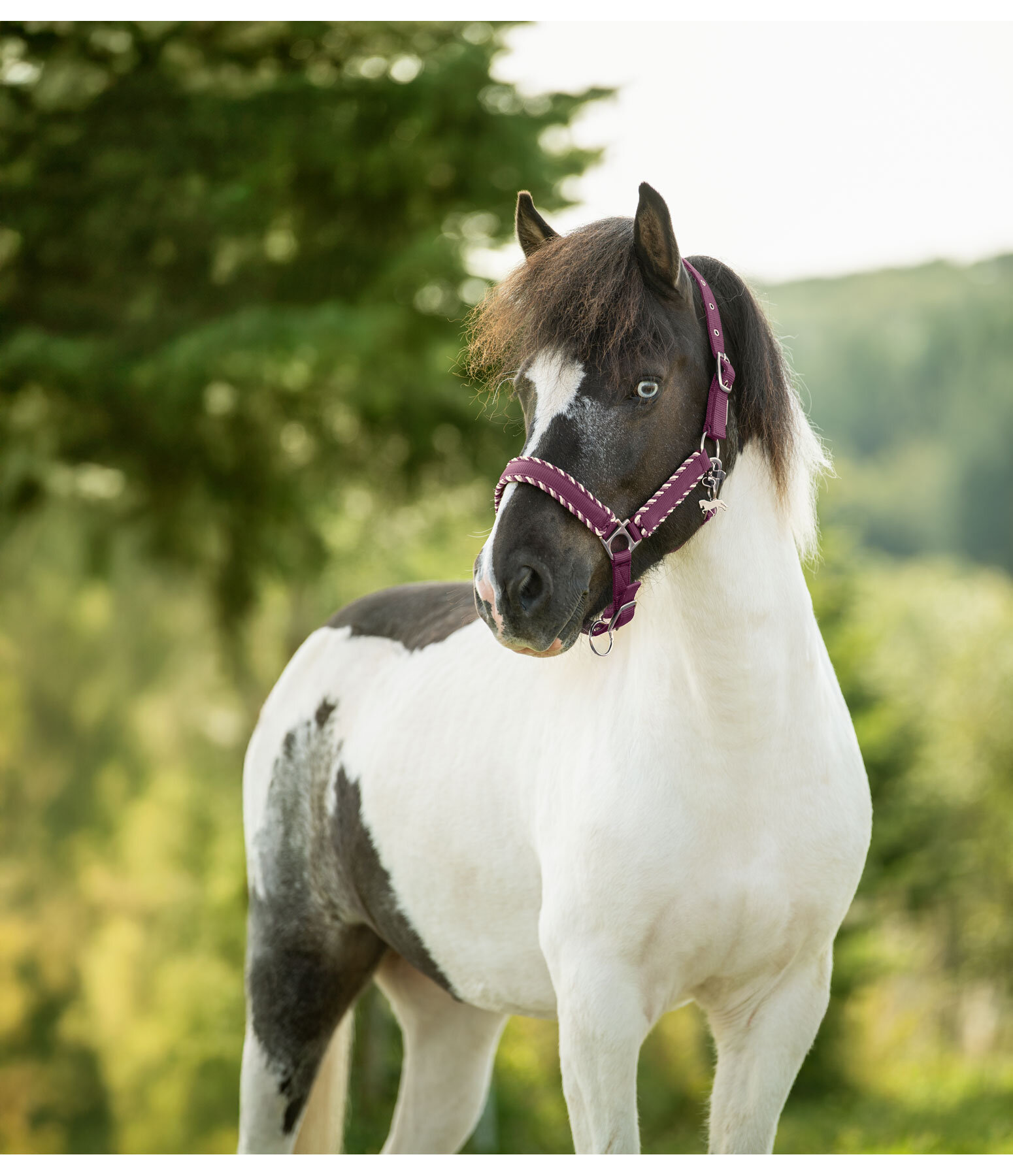 Headcollar Dagur