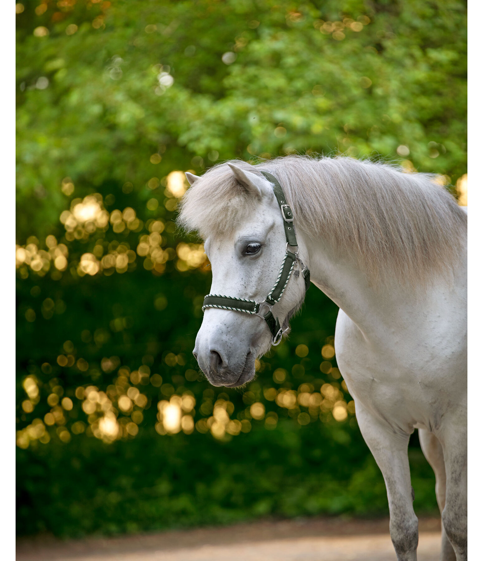 Headcollar Dagur