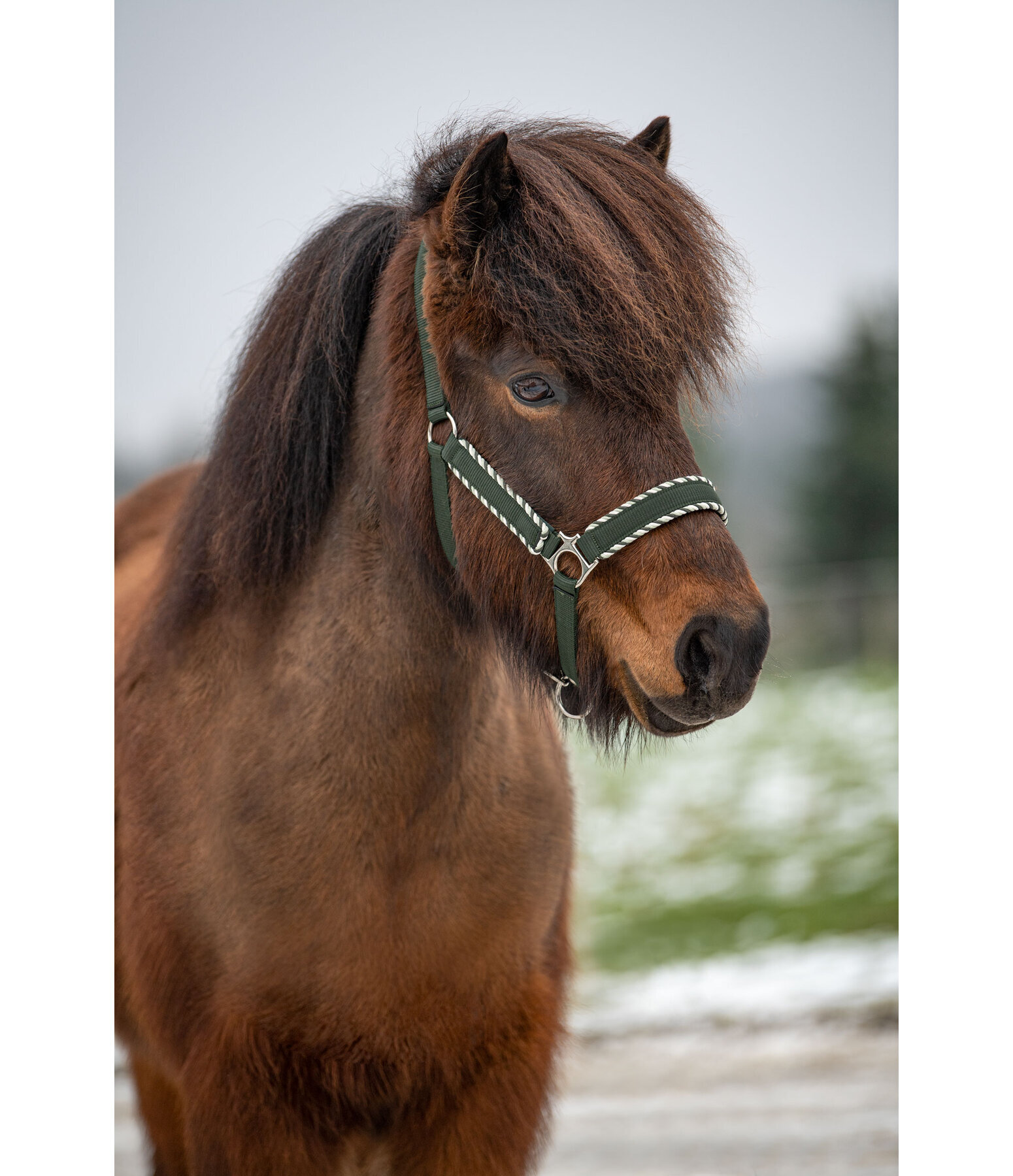 Headcollar Dagur