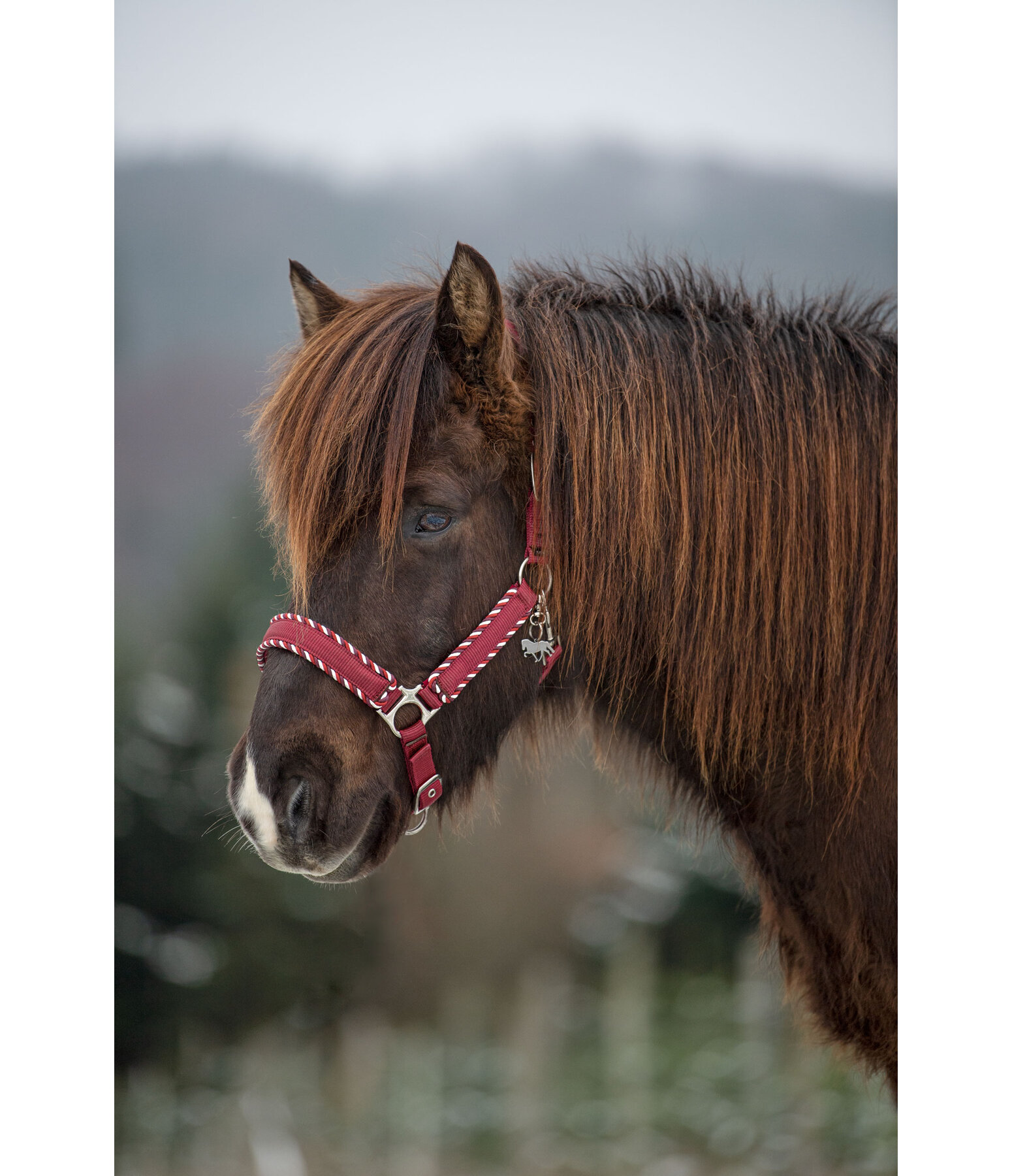 Headcollar Dagur