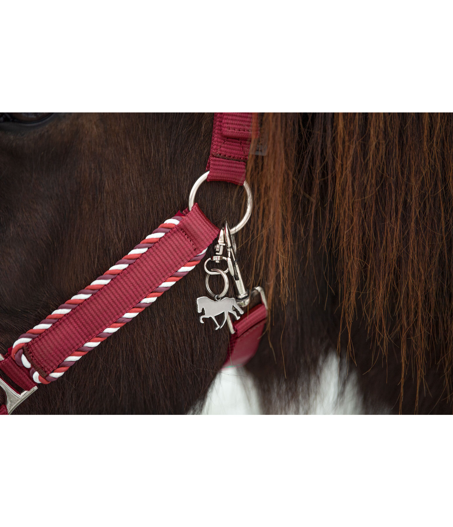 Headcollar Dagur