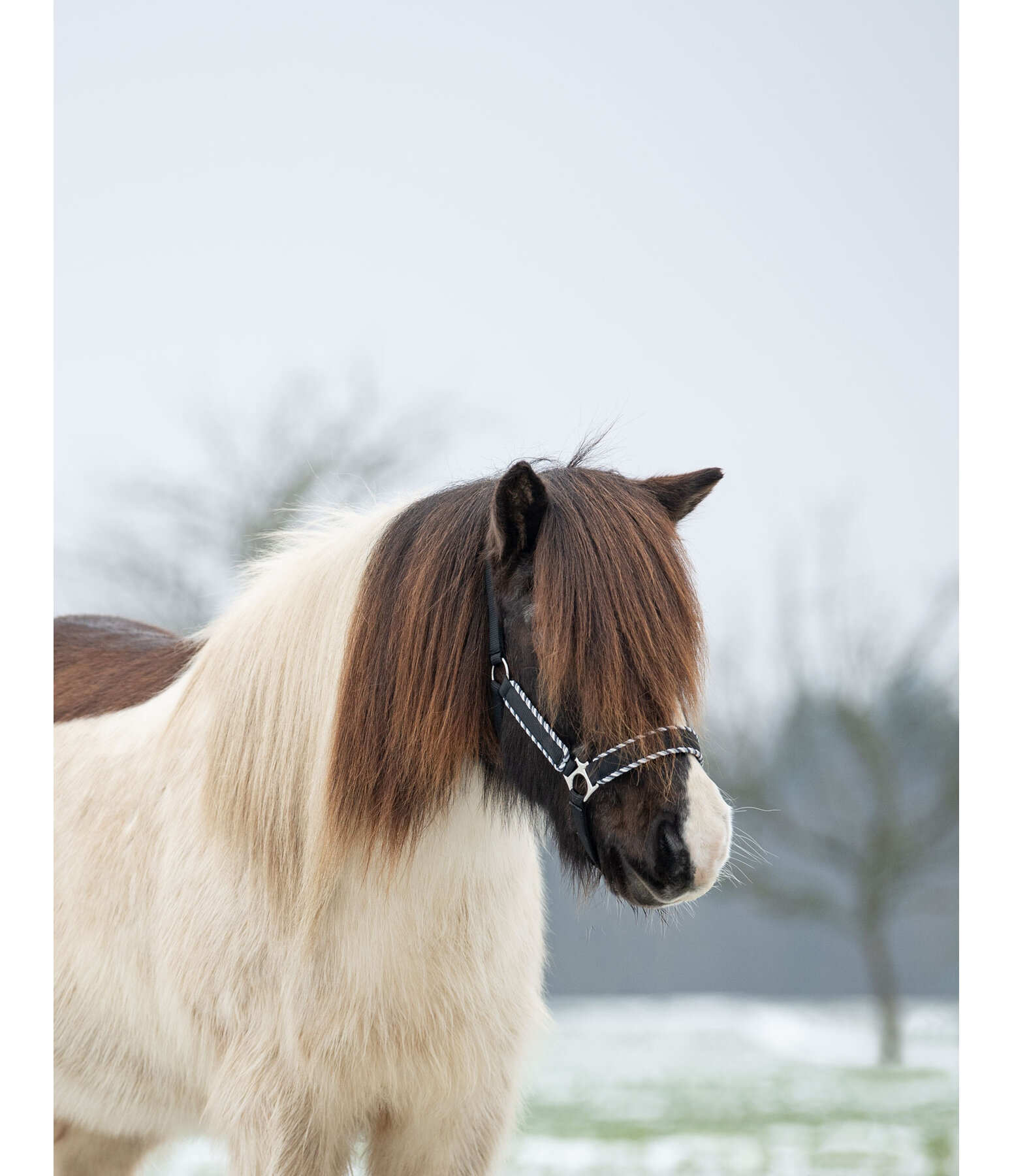 Headcollar Dagur