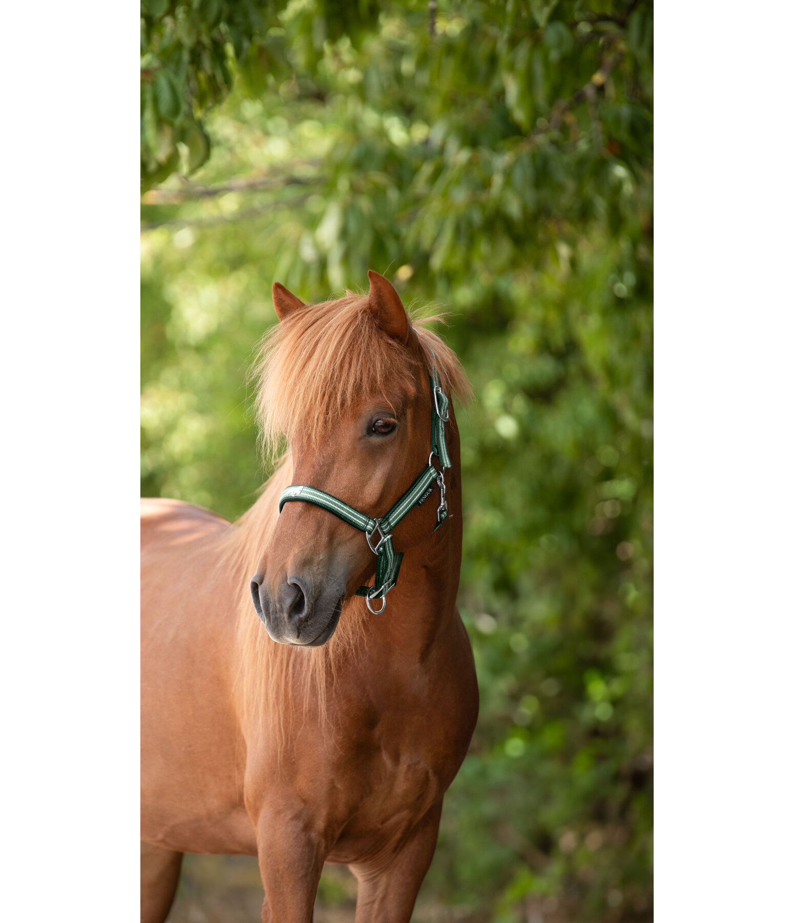 Headcollar Floki