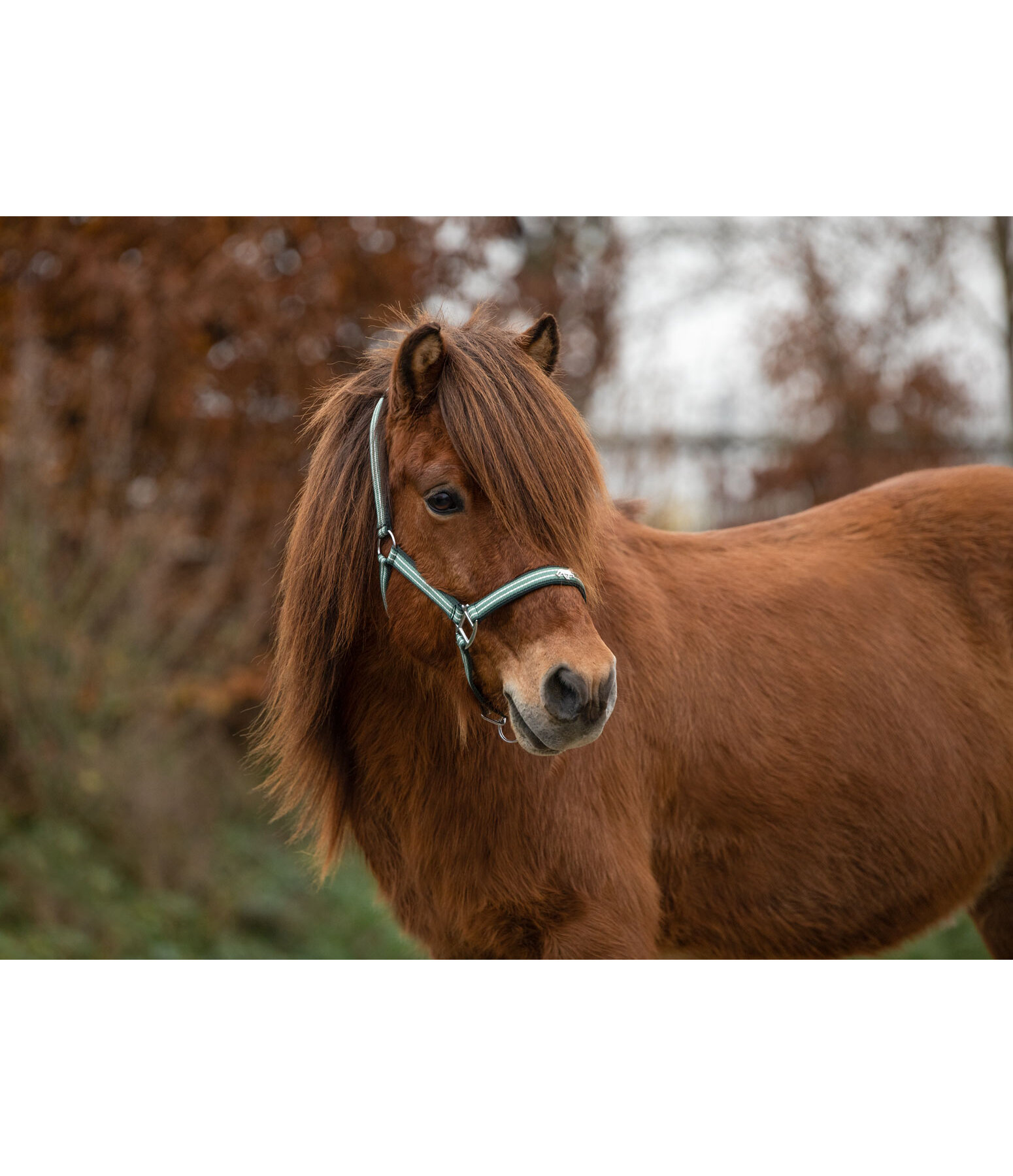 Headcollar Floki