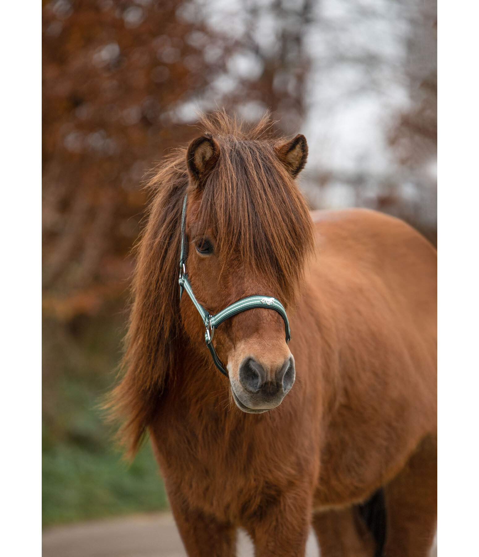 Headcollar Floki