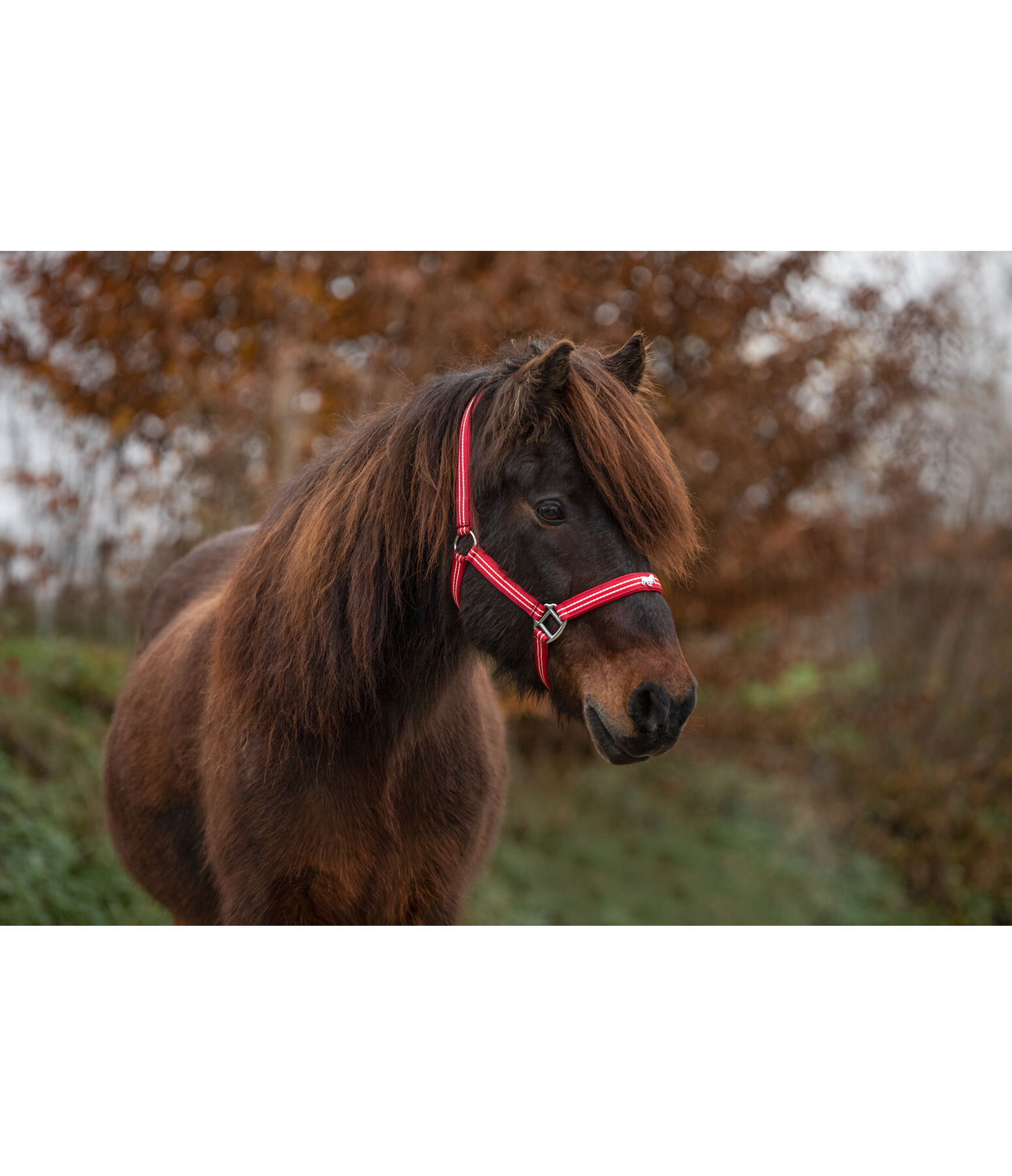 Headcollar Floki