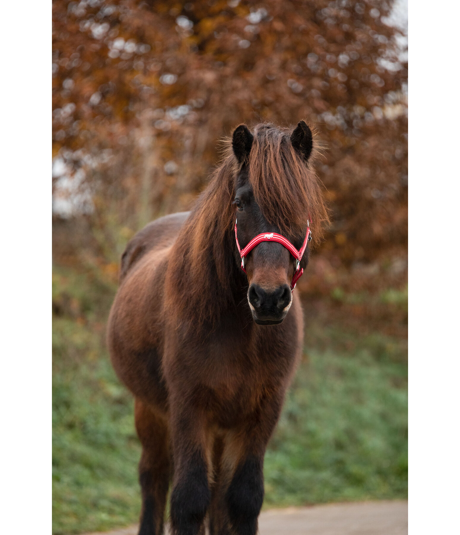 Headcollar Floki