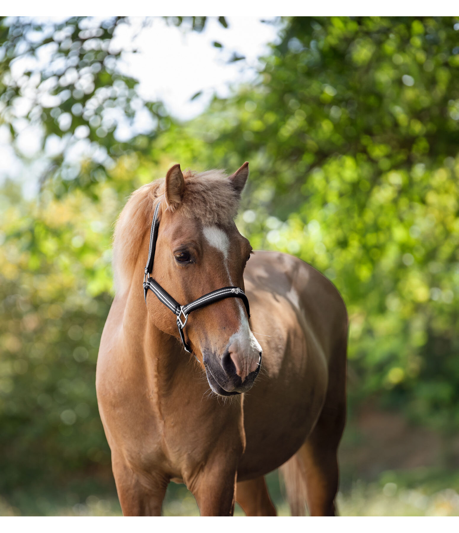 Headcollar Floki