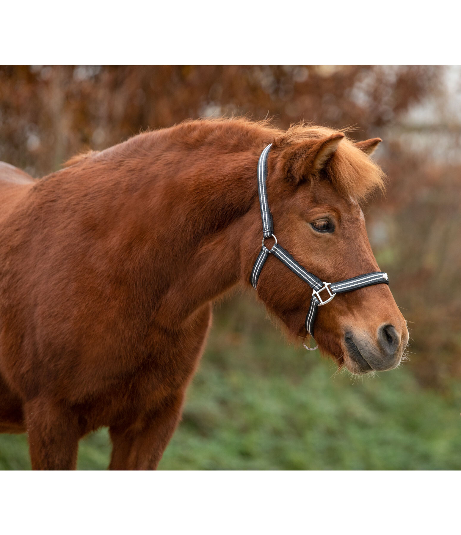 Headcollar Floki