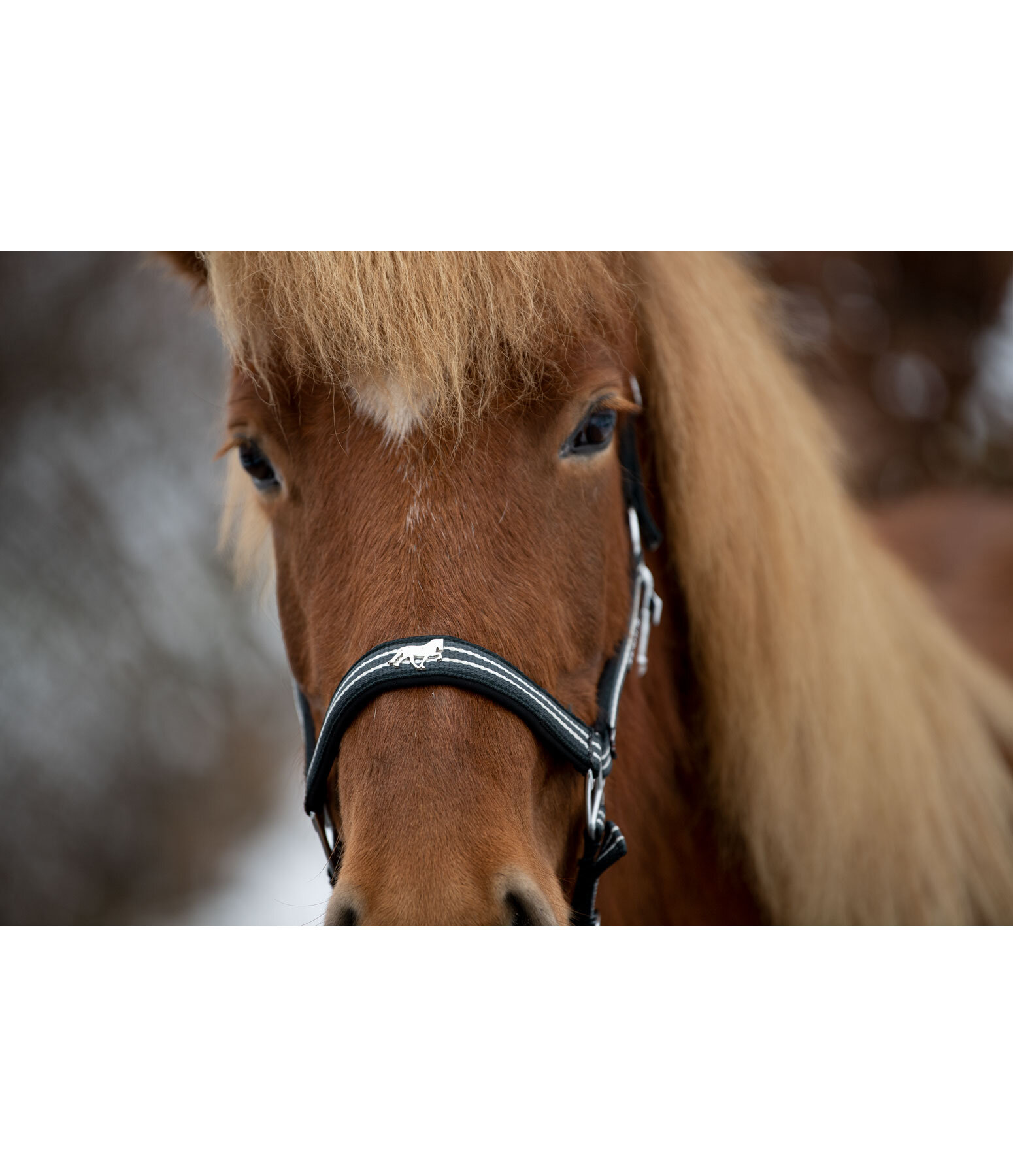 Headcollar Floki