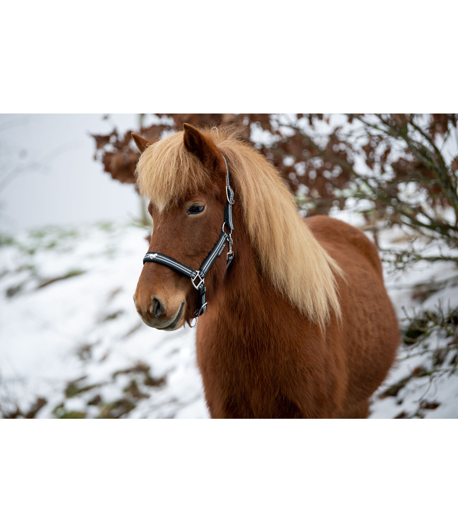 Headcollar Floki