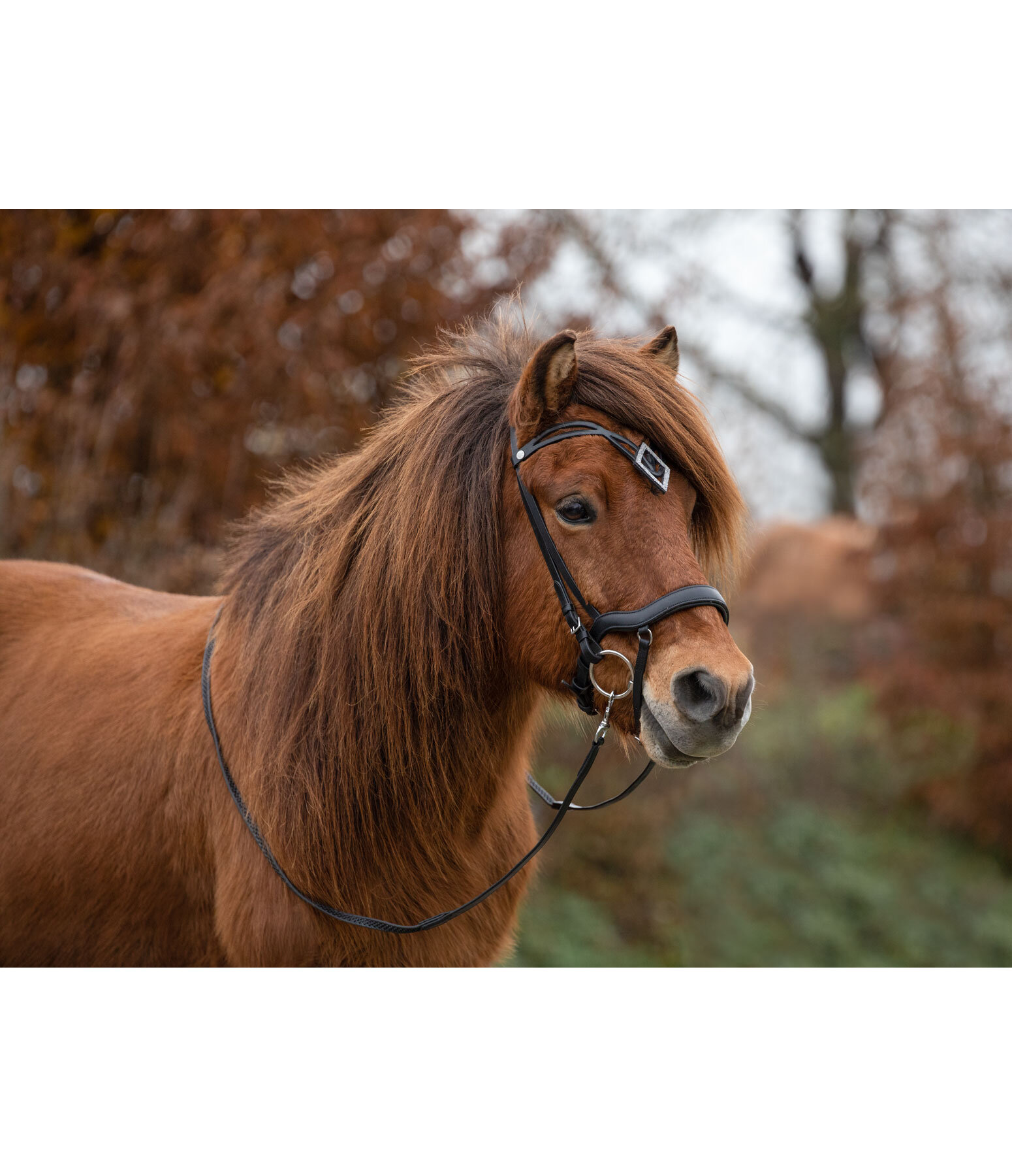 Flash Noseband Hildur