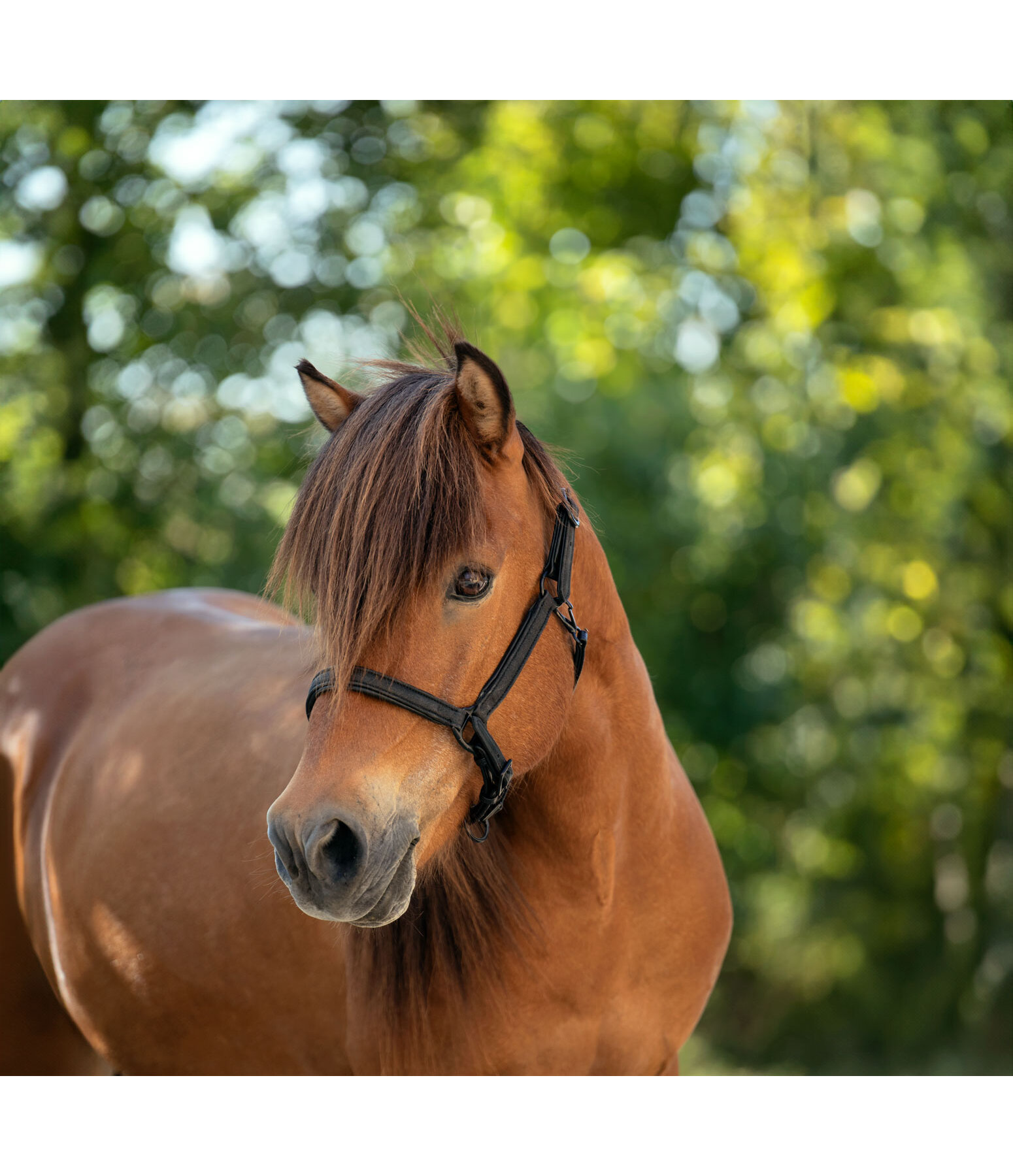 Leather Headcollar Blika