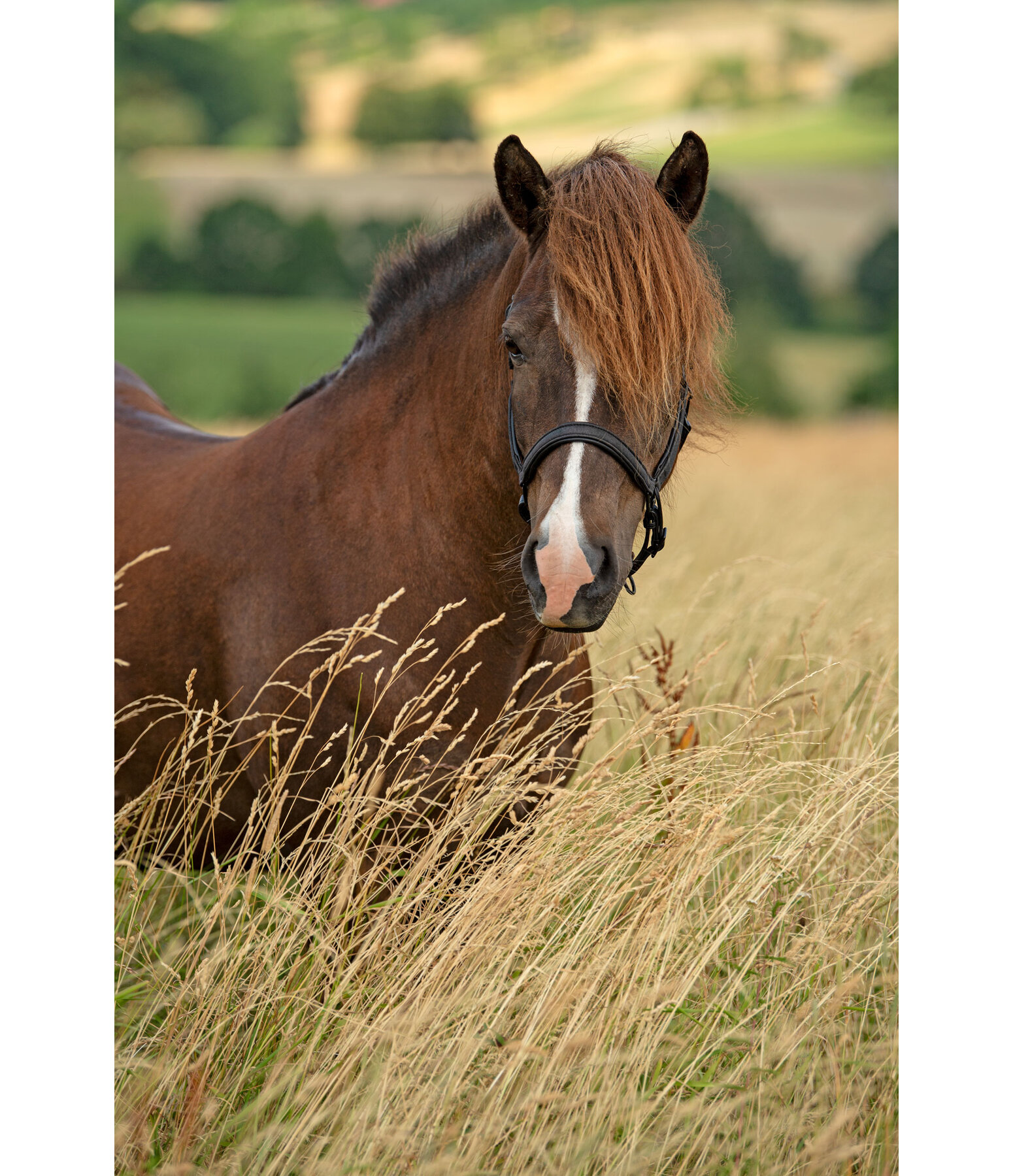 Leather Headcollar Blika