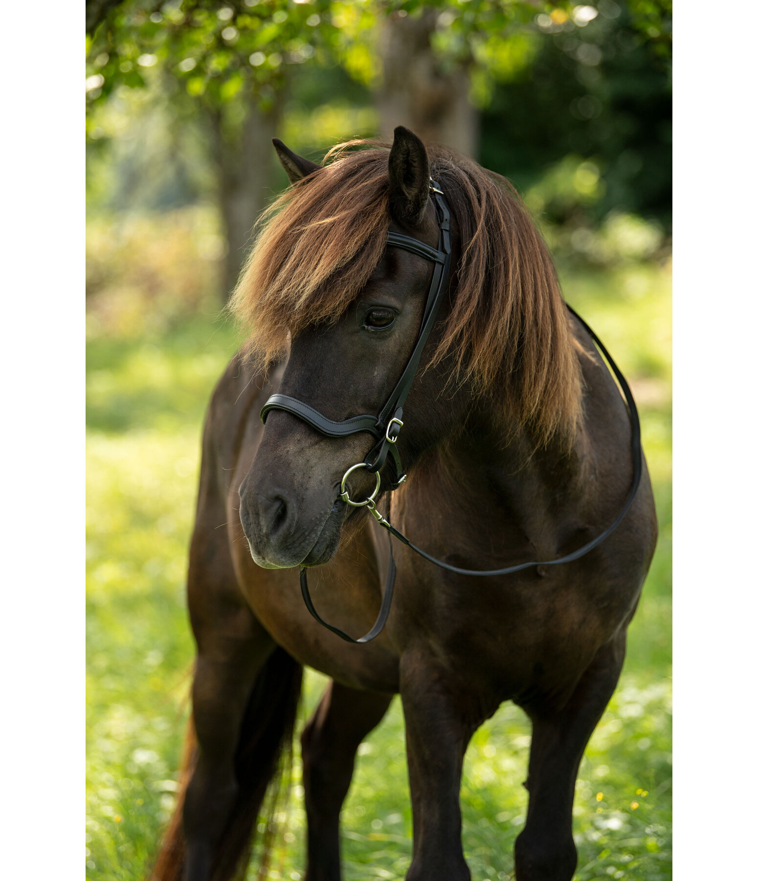 Anatomical Noseband Leikur