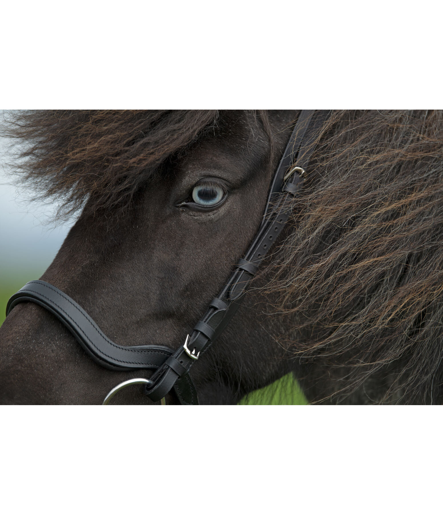 Anatomical Noseband Leikur