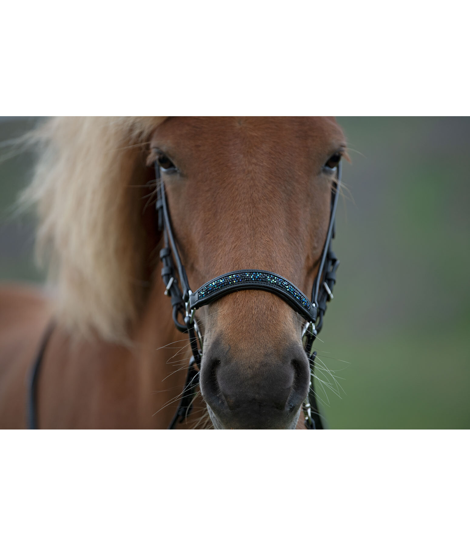 Drop Noseband Skína