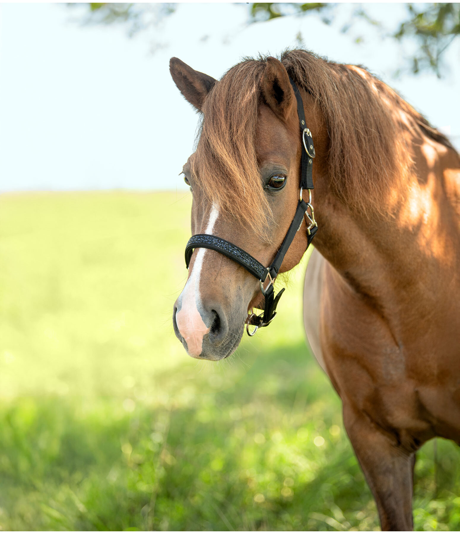 Headcollar Skina