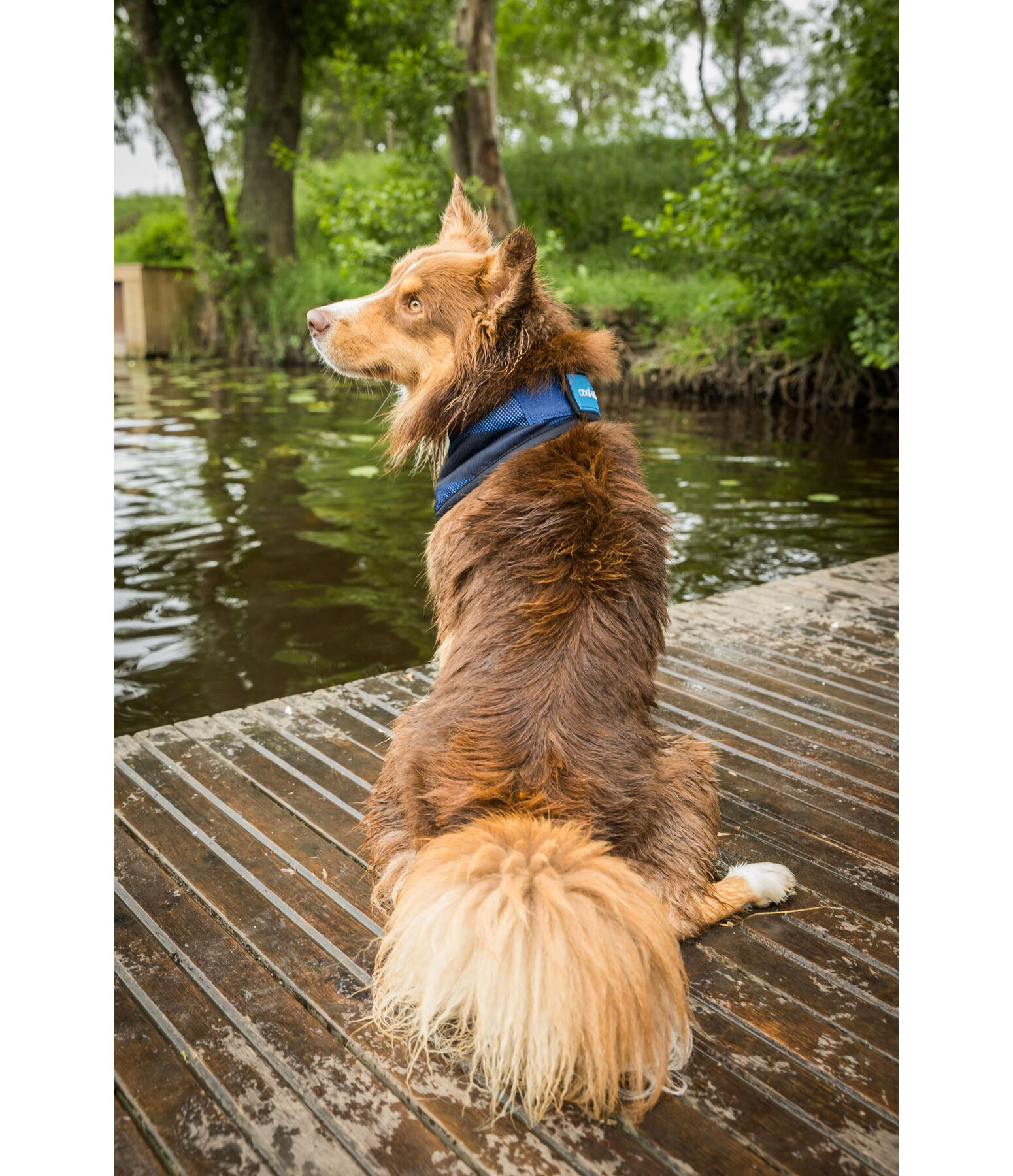 Cool on Track Dog Bandana