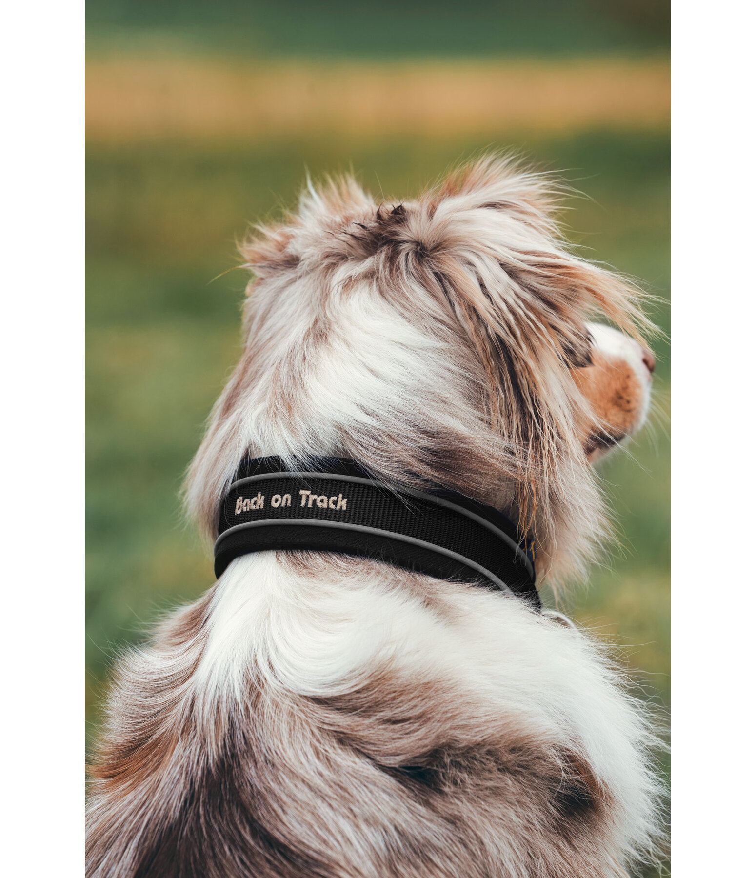 Pull Stop Dog Collar Charlie