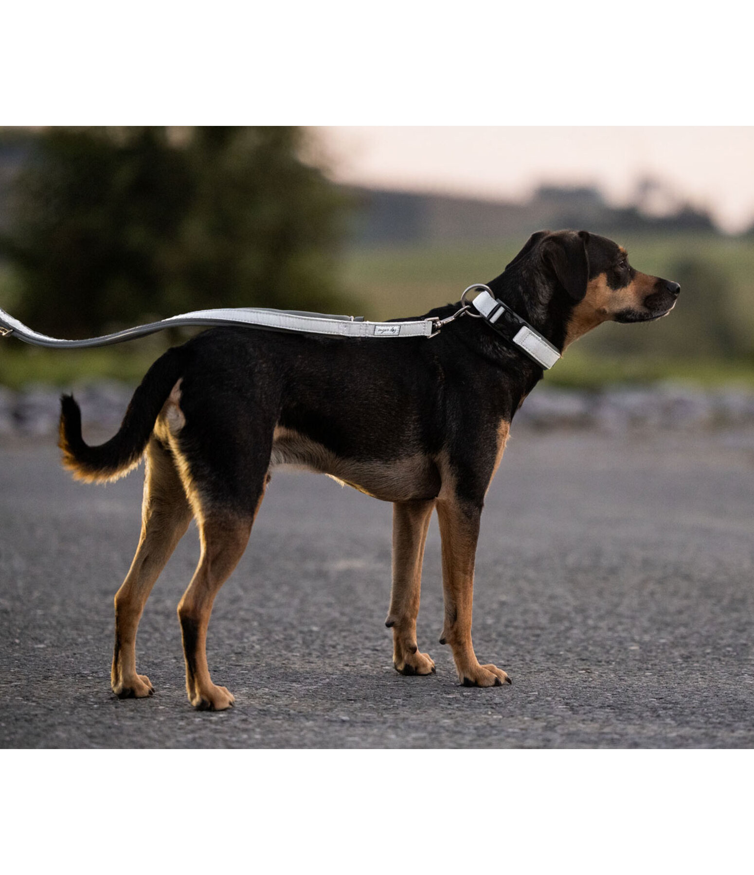 Reflective Dog Lead