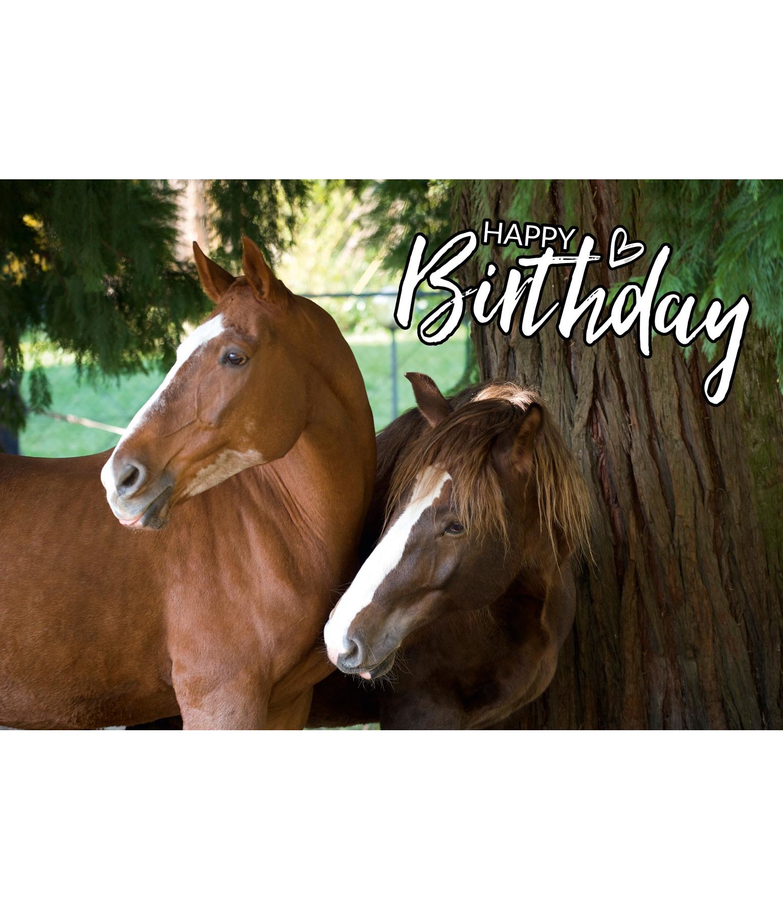 greeting card happy birthday iii kramer equestrian