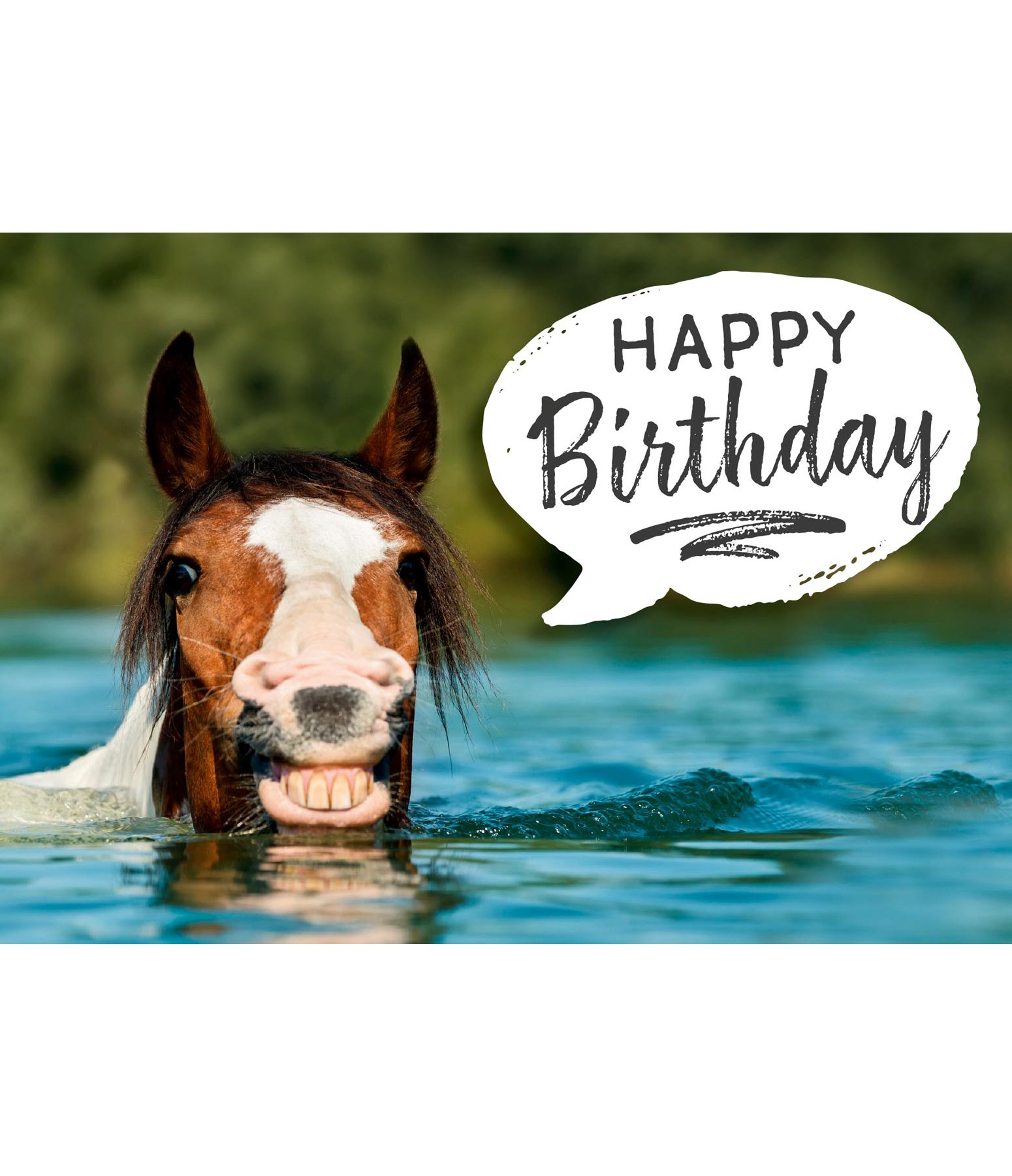 greeting card happy birthday vii kramer equestrian
