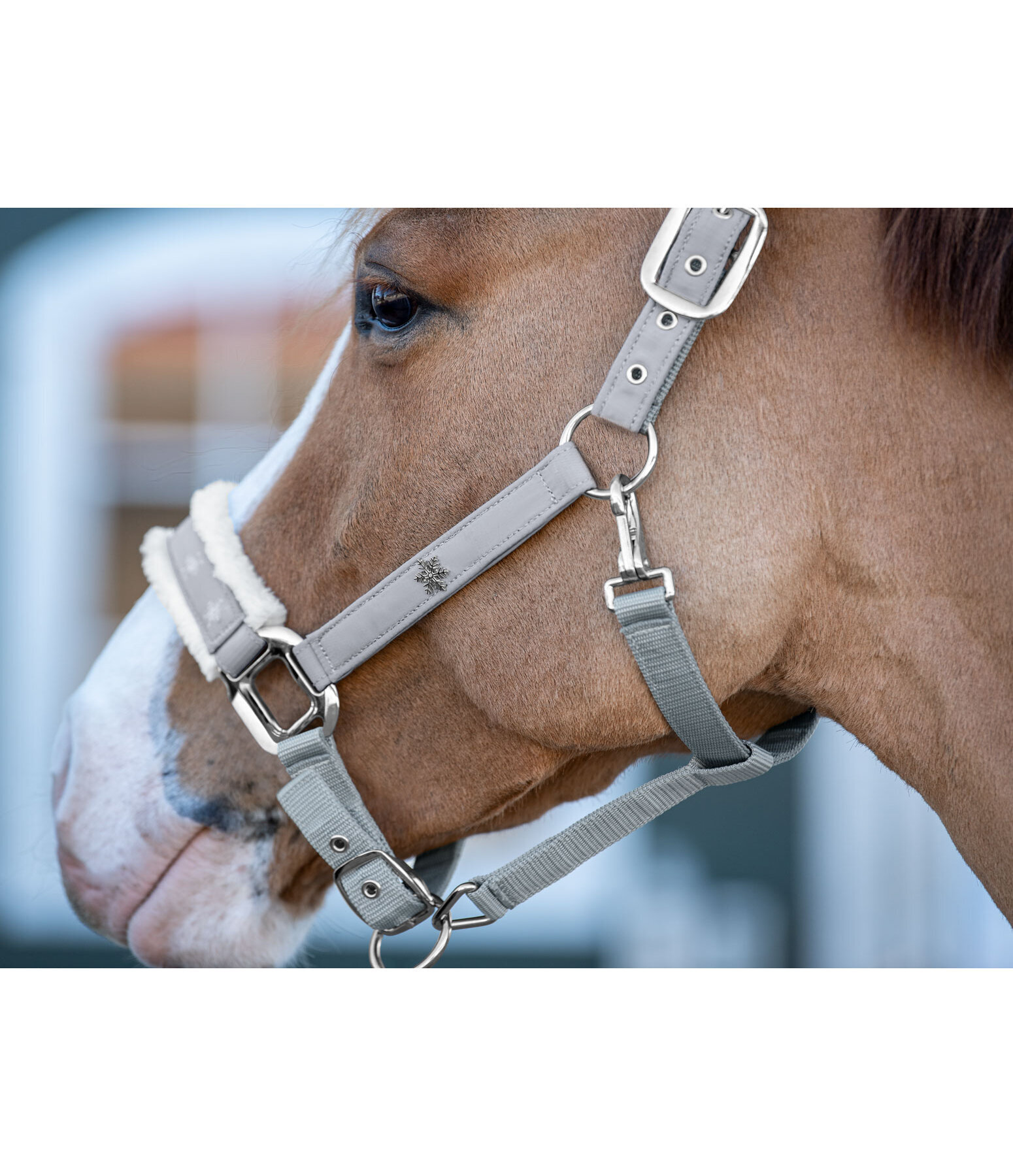 Christmas Collection Headcollar