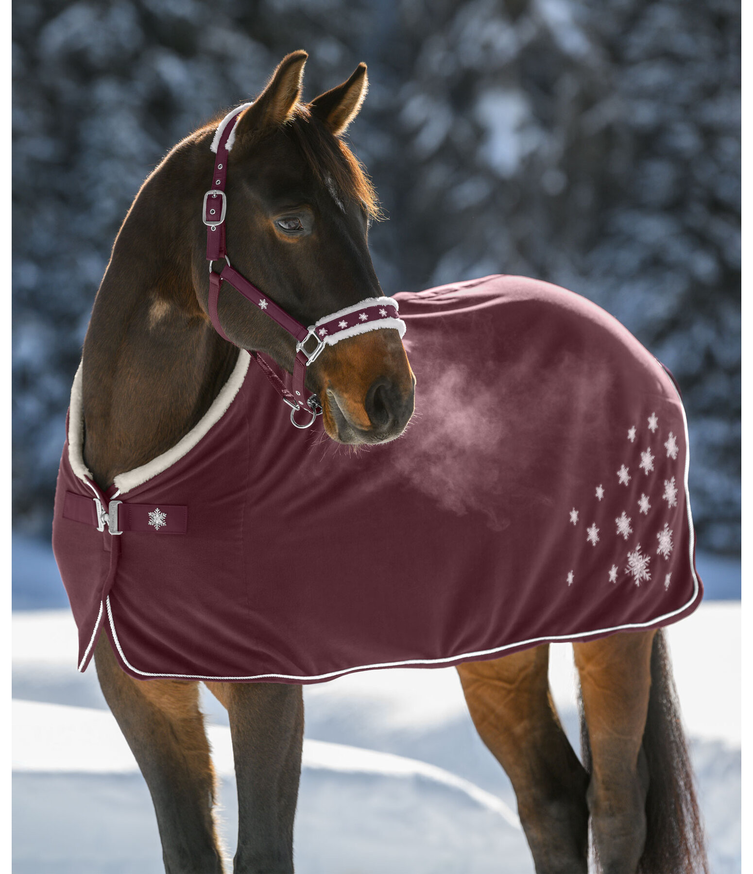 Christmas Collection Headcollar