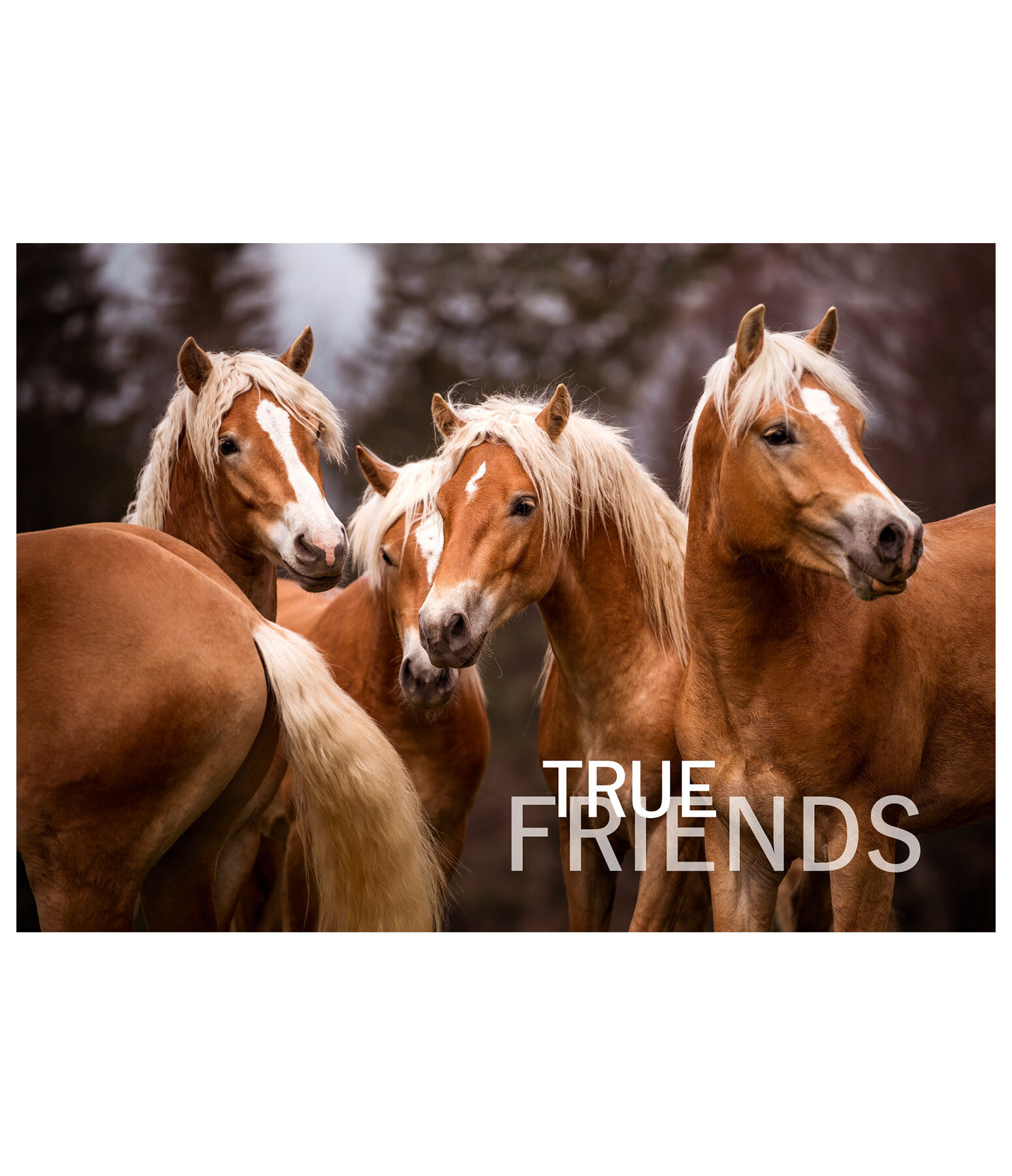 Greetings Card True Friends