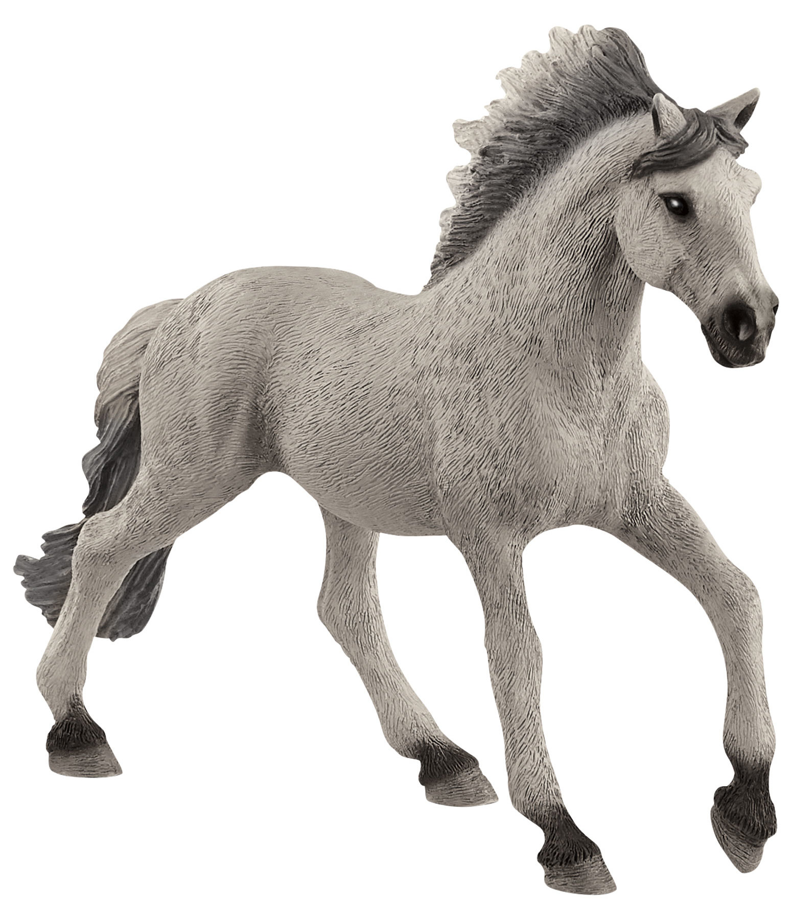 Sorraia Mustang Stallion