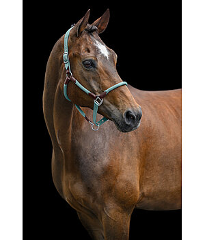 Buy Nylon Horse Head Collars | kramer.co.uk