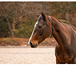 Horse Neck Strap Loki