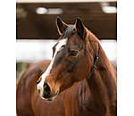 Horse Neck Strap Loki