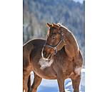 Horse Trekking Sidepull
