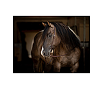 One Ear Headstall Basic