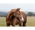 Halter Forster