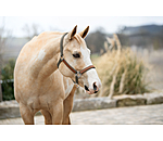 Halter Forster