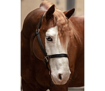 Nylon Headcollar