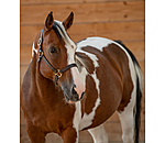 Leather Halter Premium