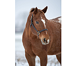 Leather Halter Premium