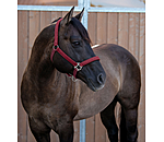 Halter Holly