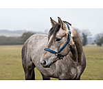 Halter Holly