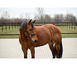 Halter Holly